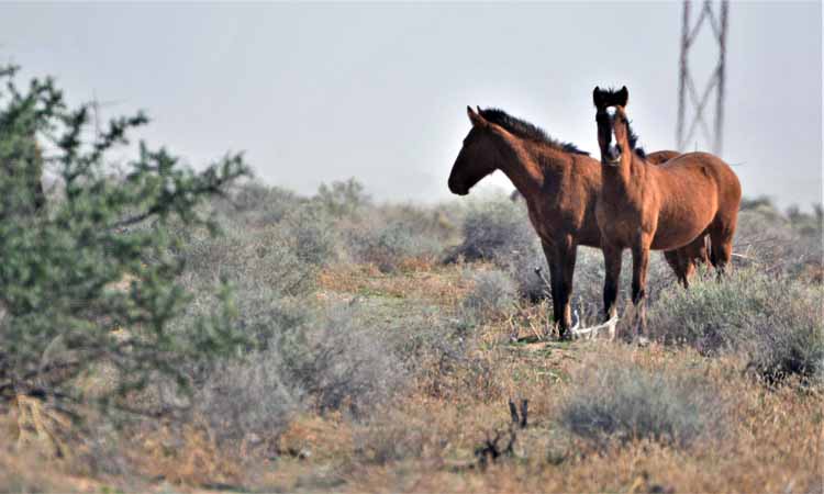 mustangs